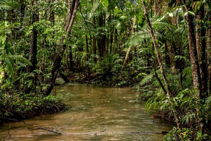 עובדות מעניינות: 20% מהחמצן מיוצרים ביער האמזונס