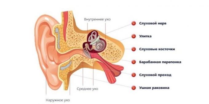 מה אם הניח את מבנה האוזן של האוזן