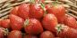 מתי ואיך לשתול תותים לשתילים לקטיף פירות יער השנה
