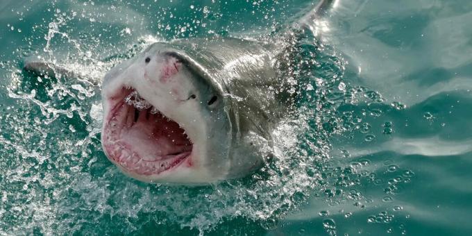 תפיסות מוטעות פופולריות: כרישים תוקפים בני אדם בטעות