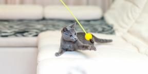 חתול כחול רוסי: תיאור, טבע וכללי טיפול
