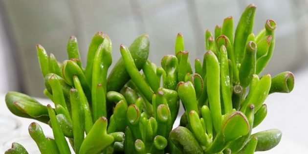 ההוביט Crassula