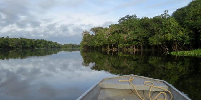 יערות האמזונס, ברזיל