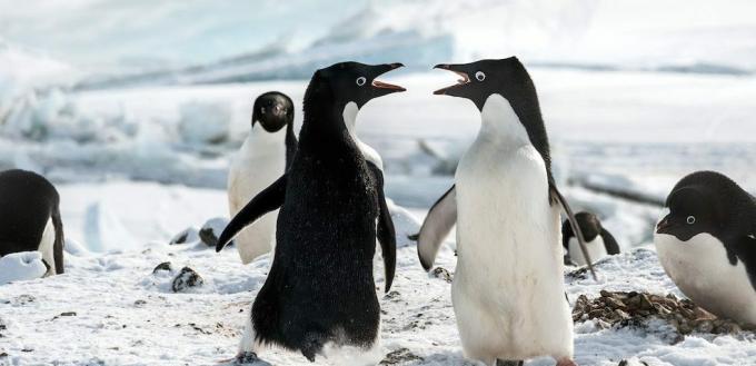 סרטי פינגווין: "הפינגווינים"