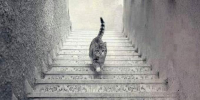 חתול שעולה במדרגות