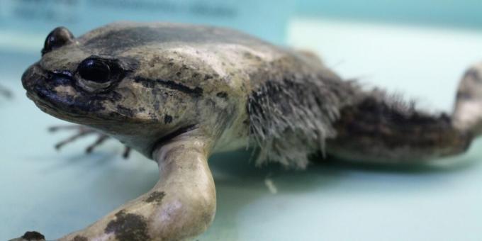 חיות לא רגילות: צפרדע שנלחמת בשברי עצמות משלה