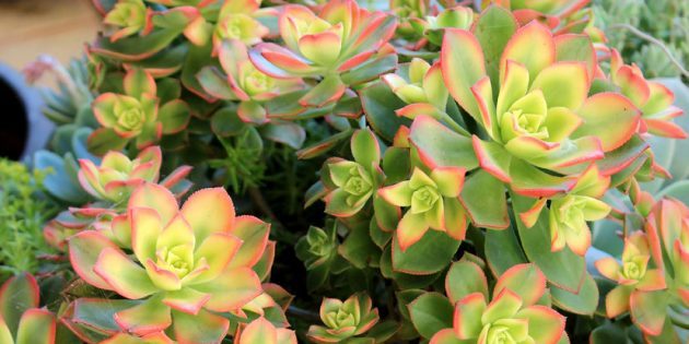 בשרניים: קיווי aeonium