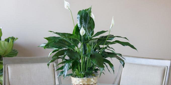 טיפול Spathiphyllum בבית: איך לבחור סיר להשתלה