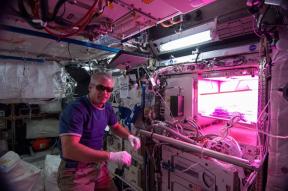 סלט בחלל. האסטרונאוטים לגדל צמחים על ISS ולמה זה משנה