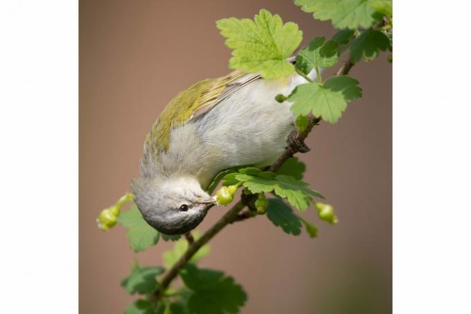תמונות הציפורים הטובות ביותר מתחרות National Audubon Society